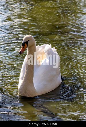 Cygnus spp., le cygne blanc adulte, orne les eaux sereines avec une élégance royale. Son plumage immaculé et sa présence gracieuse en font un symbole de beauté et Banque D'Images