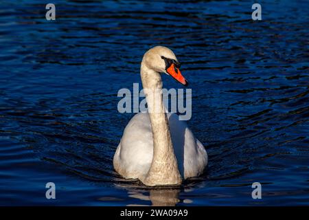 Cygnus spp., le cygne blanc adulte, orne les eaux sereines avec une élégance royale. Son plumage immaculé et sa présence gracieuse en font un symbole de beauté et Banque D'Images