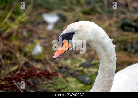 Cygnus spp., le cygne blanc adulte, orne les eaux sereines avec une élégance royale. Son plumage immaculé et sa présence gracieuse en font un symbole de beauté et Banque D'Images