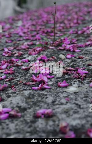 184 pétales rose foncé, arbre Judas -Cercis siliquastrum- fleurs, coiffage en pierre du mur de parapet, partie haute de la vieille ville. Gjirokaster-Albanie. Banque D'Images