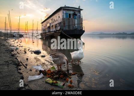 31 décembre 2023 : marchandage d'oies à la recherche de nourriture sur la rive de la rivière Brahmapoutre au coucher du soleil, à Guwahati, Assam, Inde le 31 décembre 2023. (Image de crédit : © David Talukdar/ZUMA Press Wire) USAGE ÉDITORIAL SEULEMENT! Non destiné à UN USAGE commercial ! Banque D'Images