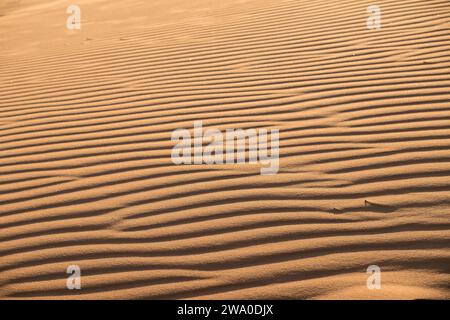 Ondulations de sable dans les dunes de sable de l'Erg Chebbi, Merzouga, Maroc, Afrique du Nord Banque D'Images