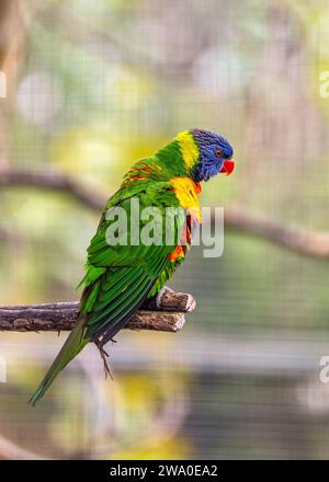 Trichoglossus haematodus, le Coconut Lorikeet, orne les paysages australiens de couleurs éclatantes. Avec son plumage arc-en-ciel, cette lorikeet ajoute un tropi Banque D'Images