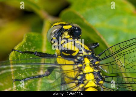 Gomphus vulgatissimus famille Gomphidae genre Gomphus libellule commune nature sauvage fond d'écran, image, photographie Banque D'Images