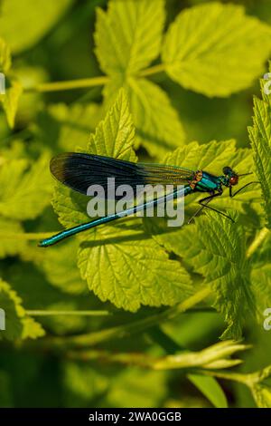 Calopteryx splendens famille Calopterygidae genre Calopteryx banded Demoiselle libellule nature sauvage insecte papier peint, image, photographie Banque D'Images