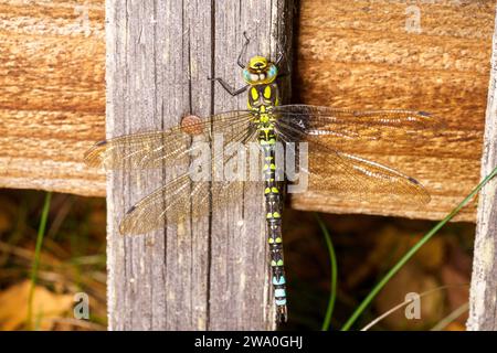 Aeshna cyanea famille Aeshnidae genre Aeshna Southern Hawker Blue Hawker nature sauvage insecte papier peint, image, photographie Banque D'Images