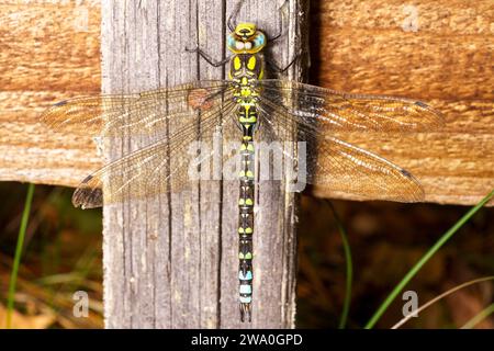 Aeshna cyanea famille Aeshnidae genre Aeshna Southern Hawker Blue Hawker nature sauvage insecte papier peint, image, photographie Banque D'Images