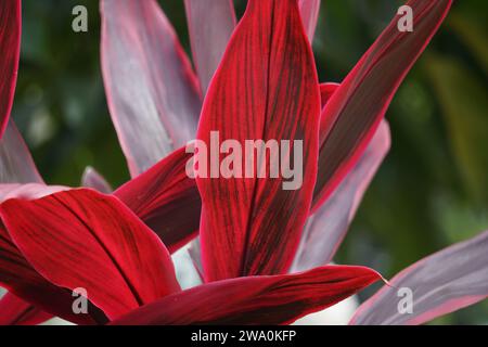 Cordyline fruticosa communément appelé plante TI, lys de palmier, palmier de chou, plante de chance, Convallaria fruticosa L., Asparagus terminalis L et andong Banque D'Images