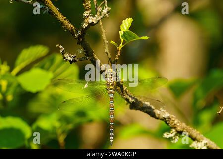 Aeshna cyanea famille Aeshnidae genre Aeshna Southern Hawker Blue Hawker nature sauvage insecte papier peint, image, photographie Banque D'Images