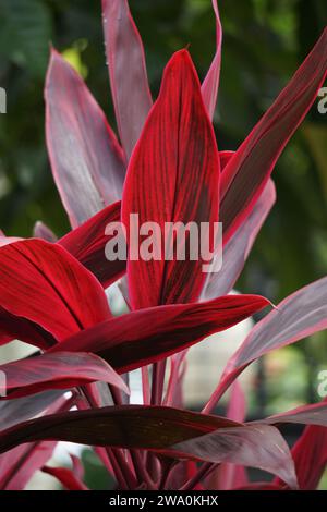 Cordyline fruticosa communément appelé plante TI, lys de palmier, palmier de chou, plante de chance, Convallaria fruticosa L., Asparagus terminalis L et andong Banque D'Images