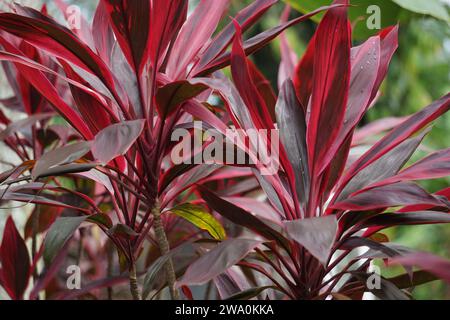 Cordyline fruticosa communément appelé plante TI, lys de palmier, palmier de chou, plante de chance, Convallaria fruticosa L., Asparagus terminalis L et andong Banque D'Images