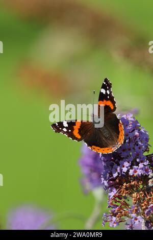 Amiral rouge (Vanessa atalanta), papillon assis sur une fleur du buisson à papillons (Buddleja davidii), Wilnsdorf, Rhénanie du Nord-Westphalie, Allemagne, UE Banque D'Images