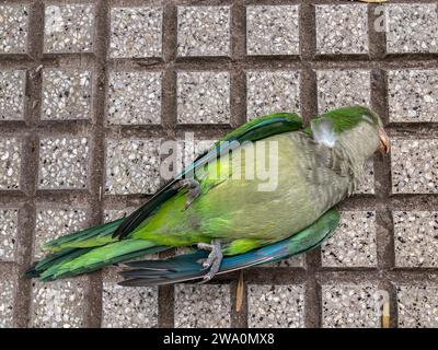 Perruque de moine mort (Myiopsitta monachus) sur un trottoir dans la ville, Buenos Aires, Argentine, Amérique du Sud Banque D'Images