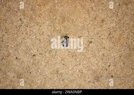 Sand Wasp (Bembix) creusant un terrier, Australie méridionale Banque D'Images