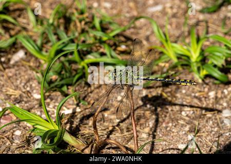Ophiogomphus cecilia Family Gomphidae Genus Ophiogomphus Green Snaketail Green gomphon Green papier peint vert libellule à queue de club d'insectes de la nature sauvage, pictu Banque D'Images