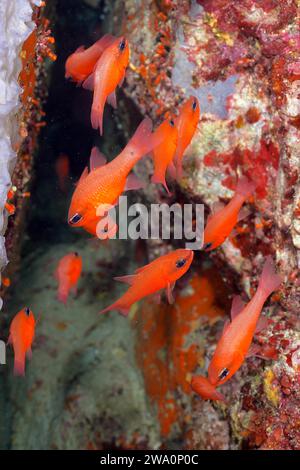 Shoal, groupe de poissons cardinaux (Apogon imberbis), banc de poissons, en Méditerranée près de Hyères. Site de plongée Giens Peninsula, Provence Alpes Côte d Banque D'Images