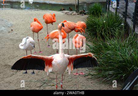 Pink Flamingo déployant ses ailes pour les dames. Banque D'Images