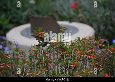 Oiseau bourdonnant planant au-dessus des fleurs devant un bain d'oiseaux. Banque D'Images