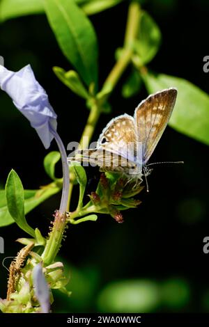 Un beau papillon bleu marin s'arrête sur une plante Banque D'Images