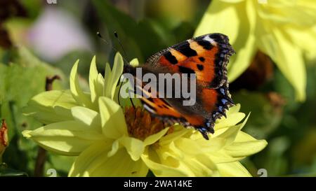 Petit papillon Tortoiseshell sur un Dahlia en fleurs dans un jardin au Royaume-Uni Banque D'Images