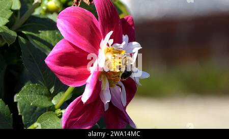 Abeille sur un Dahlia en fleur dans un jardin au Royaume-Uni Banque D'Images