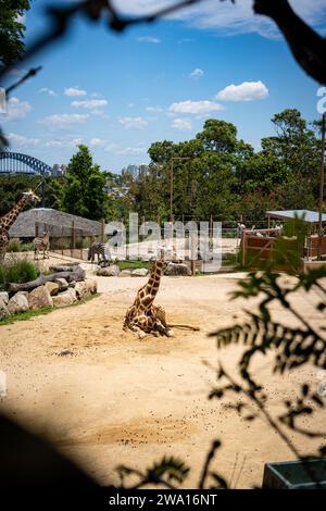 Admirez la grâce de la nature capturée dans un seul cadre ! Cette magnifique photographie représente une majestueuse girafe dans un rare moment de repos au zoo de Taronga. Banque D'Images