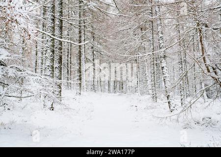 Piste boisée à travers les mélèzes dans la neige. Huntley, Aberdeenshire, Écosse Banque D'Images