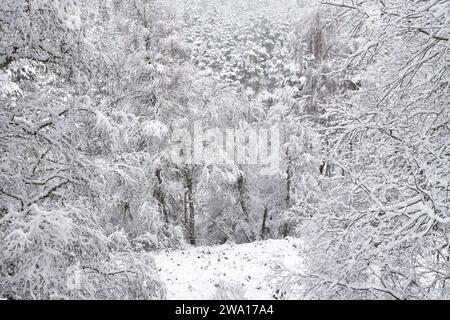 Vue à travers les arbres enneigés jusqu'à un bois. Grantown sur Spey, Morayshire, Écosse Banque D'Images