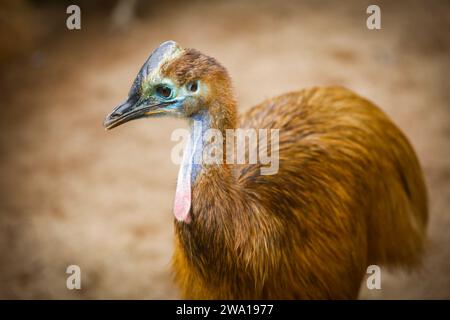 Gros plan de la tête d'emu dans un parc national à Dehiwala, sri lanka. Banque D'Images