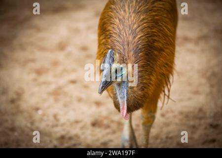 Gros plan de la tête d'emu dans un parc national à Dehiwala, sri lanka. Banque D'Images