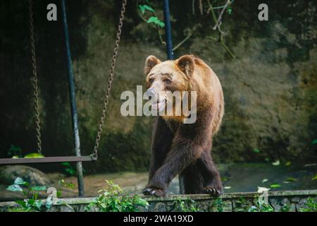 Plan complet d'un énorme ours brun adulte regardant quelque chose. Au zoo de Dehiwala au Sri Lanka. Banque D'Images