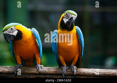 Un groupe d'aras colorés regardant les graines dans une rangée. au zoo du sri lanka. Mise au point sélective Banque D'Images