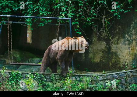 Gros plan d'un énorme ours brun adulte marchant. Au zoo de Dehiwala au Sri Lanka. Banque D'Images