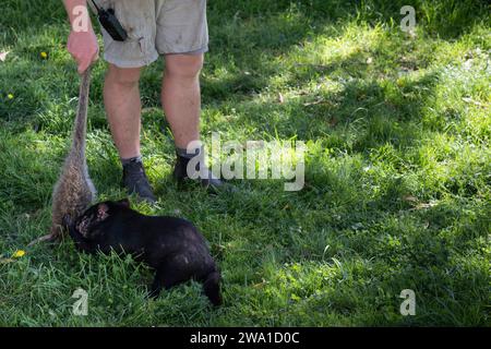 Diable de Tasmanie tirant sur la jambe d'un kangourou tenu par un ouvrier au sanctuaire de Natureworld de la côte est à Bicheno Banque D'Images