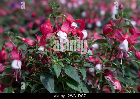 Fleurs rouges Fuchsia en pleine floraison. Arrière-plan flou. Concentrez-vous sur le bouquet de fleurs au milieu Banque D'Images