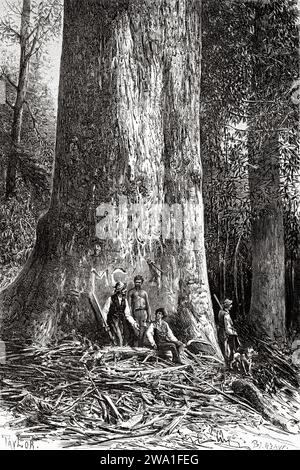 Le Big Ben, arbre géant à Victoria, Australie. Six mois en Australie 1878 par Desire Charnay (1828 - 1915) gravure ancienne du 19e siècle du Tour du monde 1880 Banque D'Images