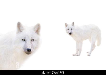 jeune loup arctique isolé sur fond blanc Banque D'Images