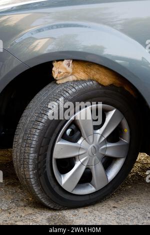 Un minuscule chaton tabby orange, féral, s'abrite sur un pneu de voiture partiellement caché par le cadre métallique du châssis. Banque D'Images