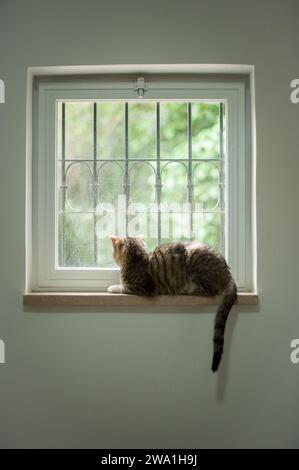Chat tabby gris et brun à rayures tigrées assis sur un rebord de fenêtre avec la queue pendante et regardant curieusement le monde extérieur. Banque D'Images