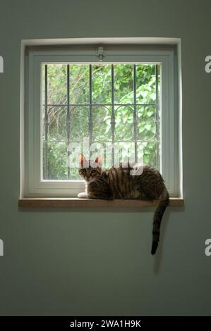 Chat tabby gris et brun à rayures tigrées assis sur un rebord de fenêtre avec la queue pendante et regardant curieusement le photographe. Banque D'Images