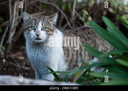 Portrait d'un adulte rayé de tigre blanc et gris, chat de rue de Jérusalem sauvage assis parmi les plantes dans un parc public. Banque D'Images