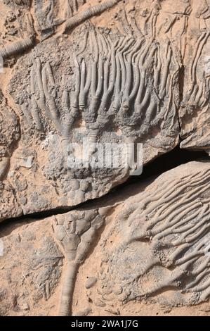 Plaque fossile avec crinoïdes fossilisés Banque D'Images