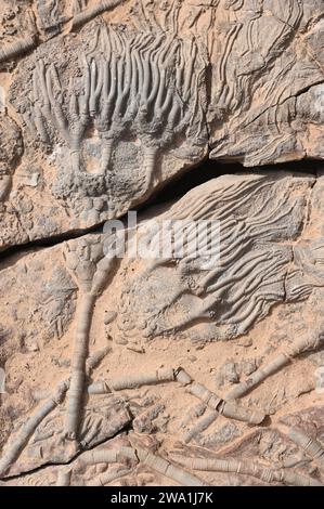 Plaque fossile avec crinoïdes fossilisés Banque D'Images