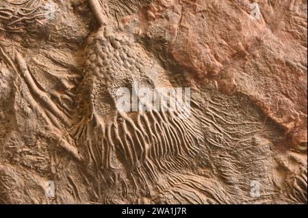 Plaque fossile avec crinoïdes fossilisés Banque D'Images