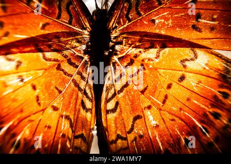 Macro aile papillon à Villajoyosa Banque D'Images