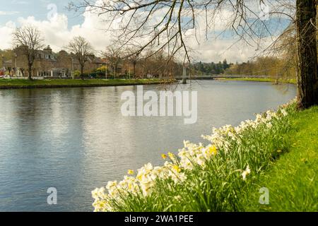 Les jonquilles poussent le long de la rive de la rivière au printemps. En regardant vers Inverness (Inbhir NIS) centre-ville le long de la rivière Ness, avec l'un des s historiques Banque D'Images