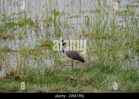 lapwing à long bout sur la savane africaine dans le parc national d'Amboseli dans le comté de Kajiado au Kenya en 2023 chaude journée d'hiver ensoleillée en juillet. Banque D'Images