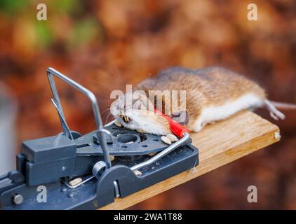 Une souris morte (Mus musculus) capturée dans un bar traditionnel appâté à ressort sans cruauté Banque D'Images