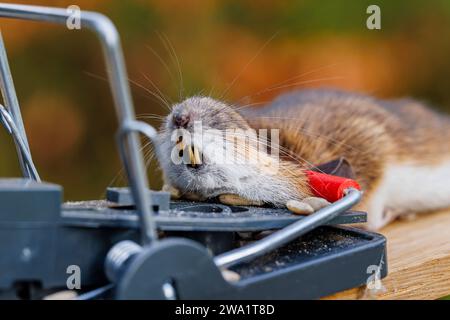 Une souris morte (Mus musculus) capturée dans un bar traditionnel appâté à ressort sans cruauté Banque D'Images