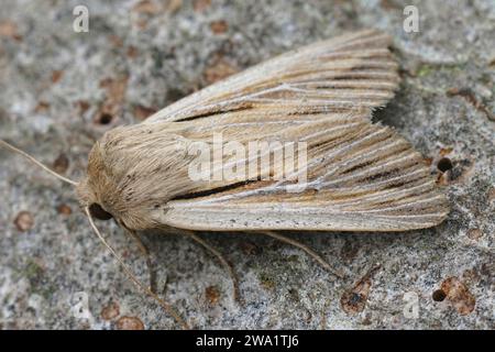 Gros plan détaillé sur un papillon de wainscot fraîchement sorti aux épaules, Leucania virgule sur un morceau de bois dans le jardin Banque D'Images